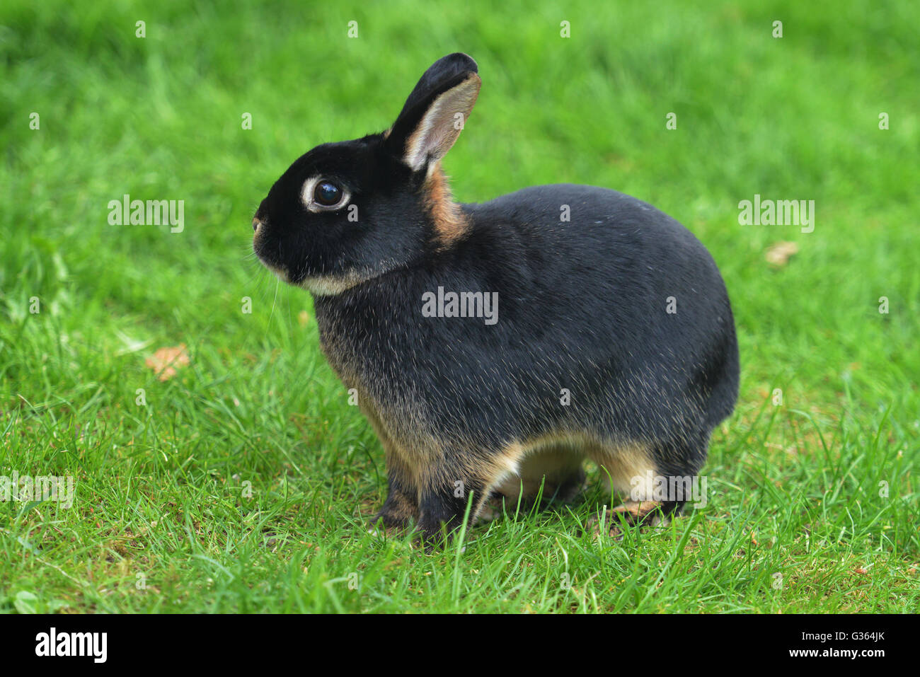 Tan Rabbit Stock Photo