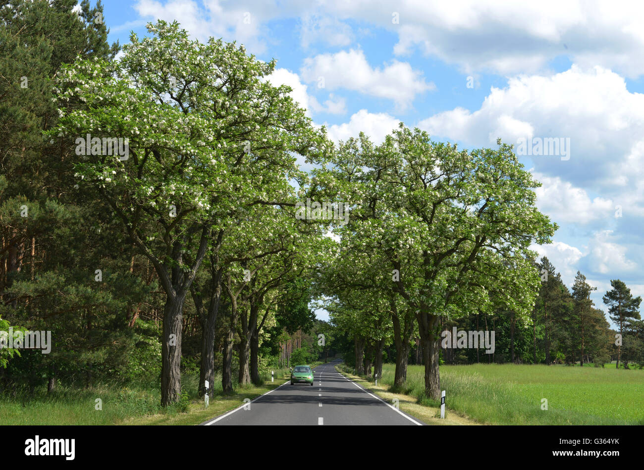 Avenue, county road, L88, Brandenburg, Germany Stock Photo