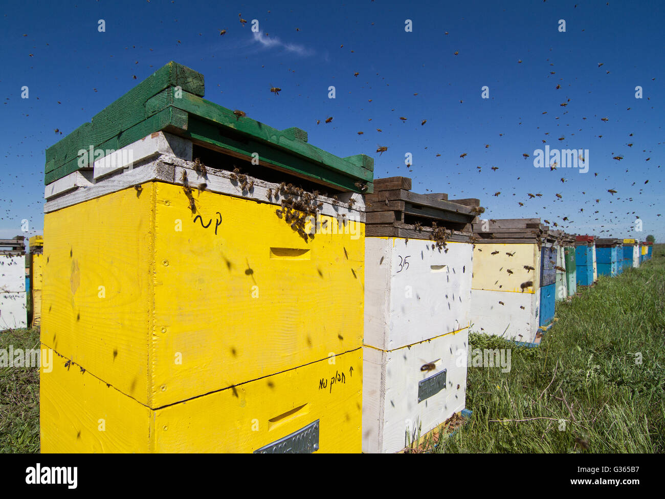 Horizontal front view of a row of colored beehives aligned in a field with bees swarming around Stock Photo