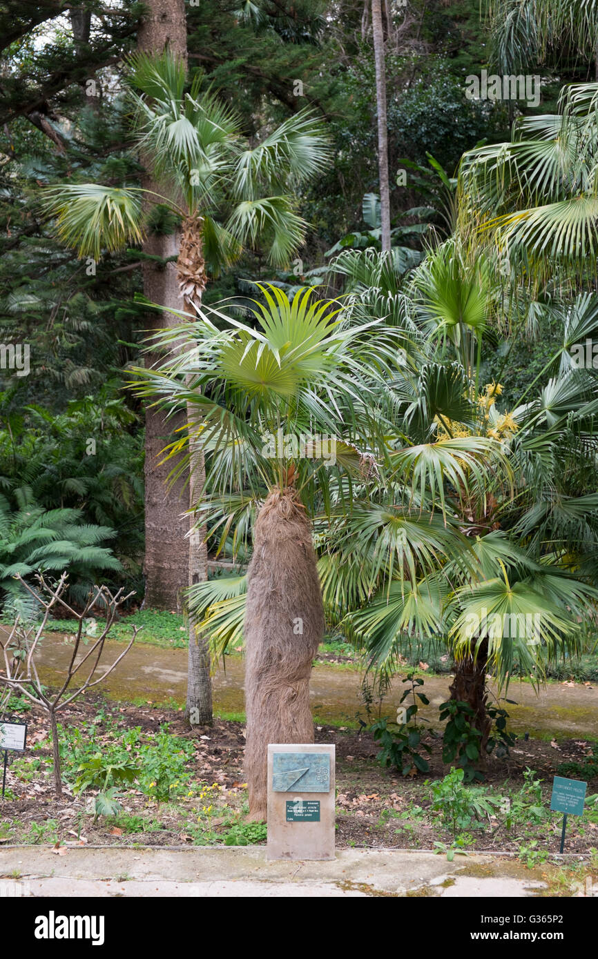 Coccothrinax crinita.  La Concepción, jardín botánico-histórico de Málaga Stock Photo