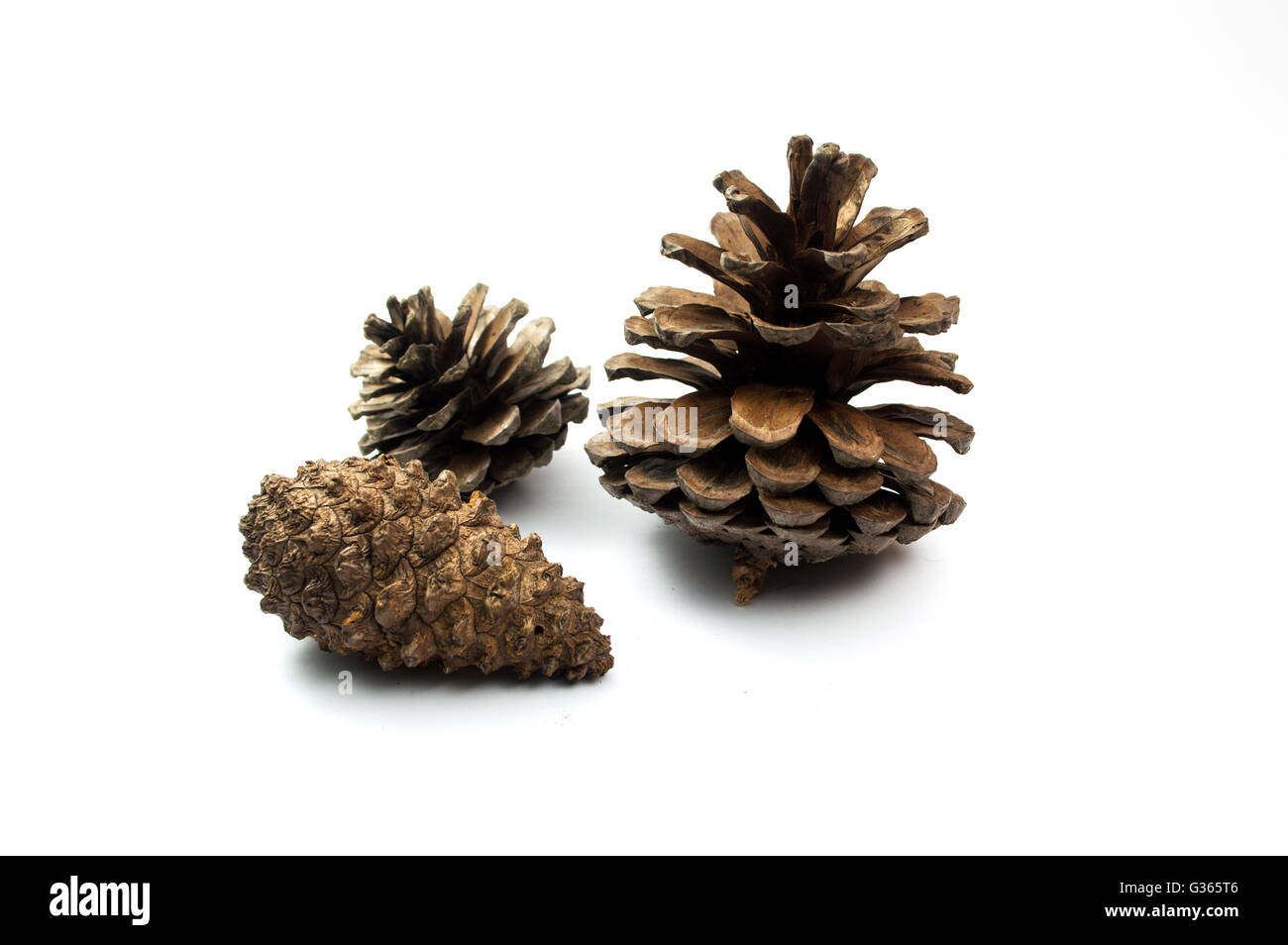 Pine cone isolated on white background Stock Photo - Alamy