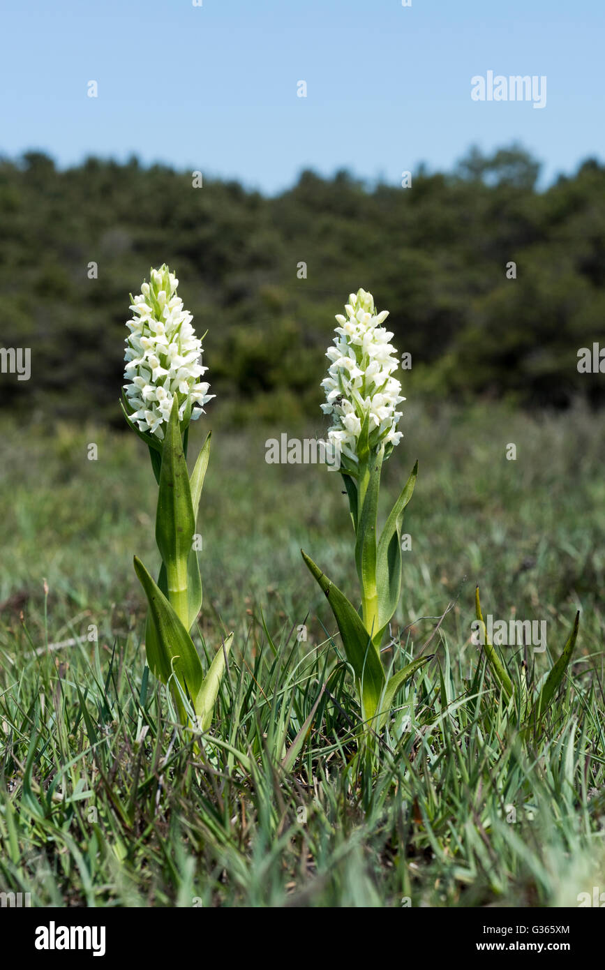 Dactylorhiza incarnata, Early Marsh Orchids Stock Photo