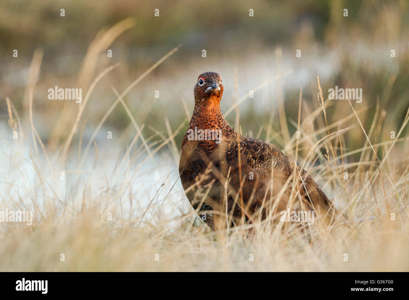 Male red grouse, Latin name Lagopus lagopus scotica, in warm light standing among rough grasses Stock Photo