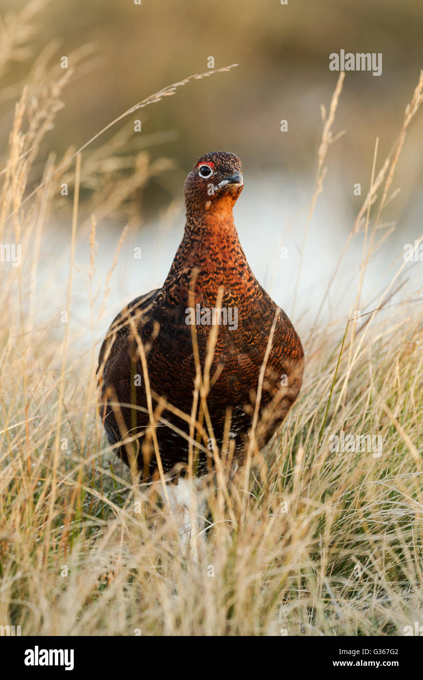 Male red grouse, Latin name Lagopus lagopus scotica, in warm light standing among rough grasses Stock Photo