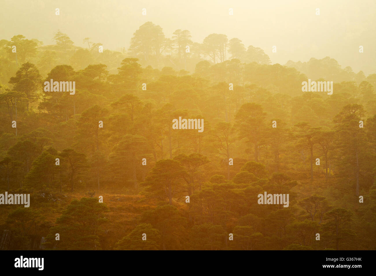 Scots pine trees, latin name Pinus sylvestris, late afternoon view ...