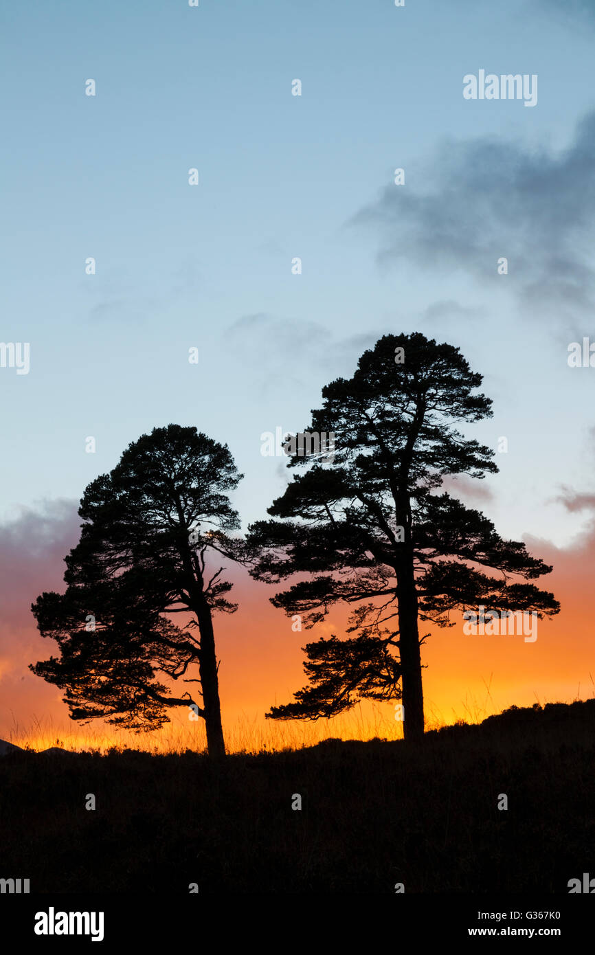 Scots pine trees, latin name Pinus sylvestris, silhouette at sunset in Glen Affric, Scotland Stock Photo