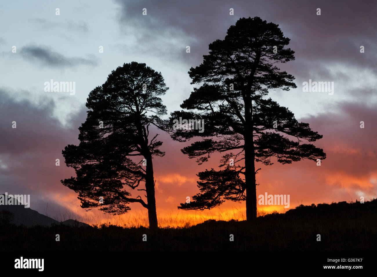 Scots pine trees, latin name Pinus sylvestris, silhouette at sunset in Glen Affric, Scotland Stock Photo