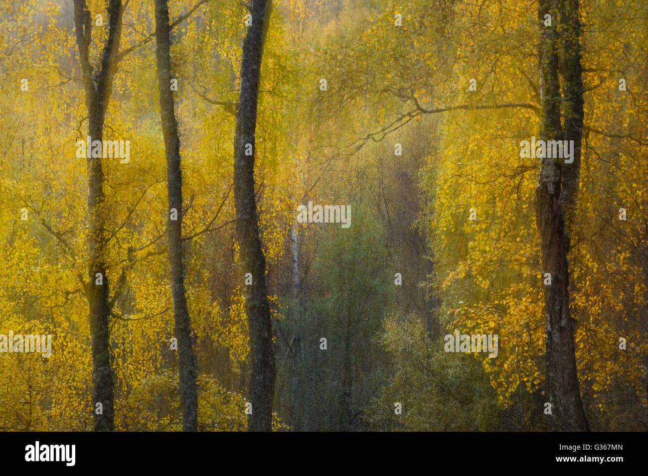 Silver birch woodland, abstract soft focus dream like effect, showing autumn colours Stock Photo