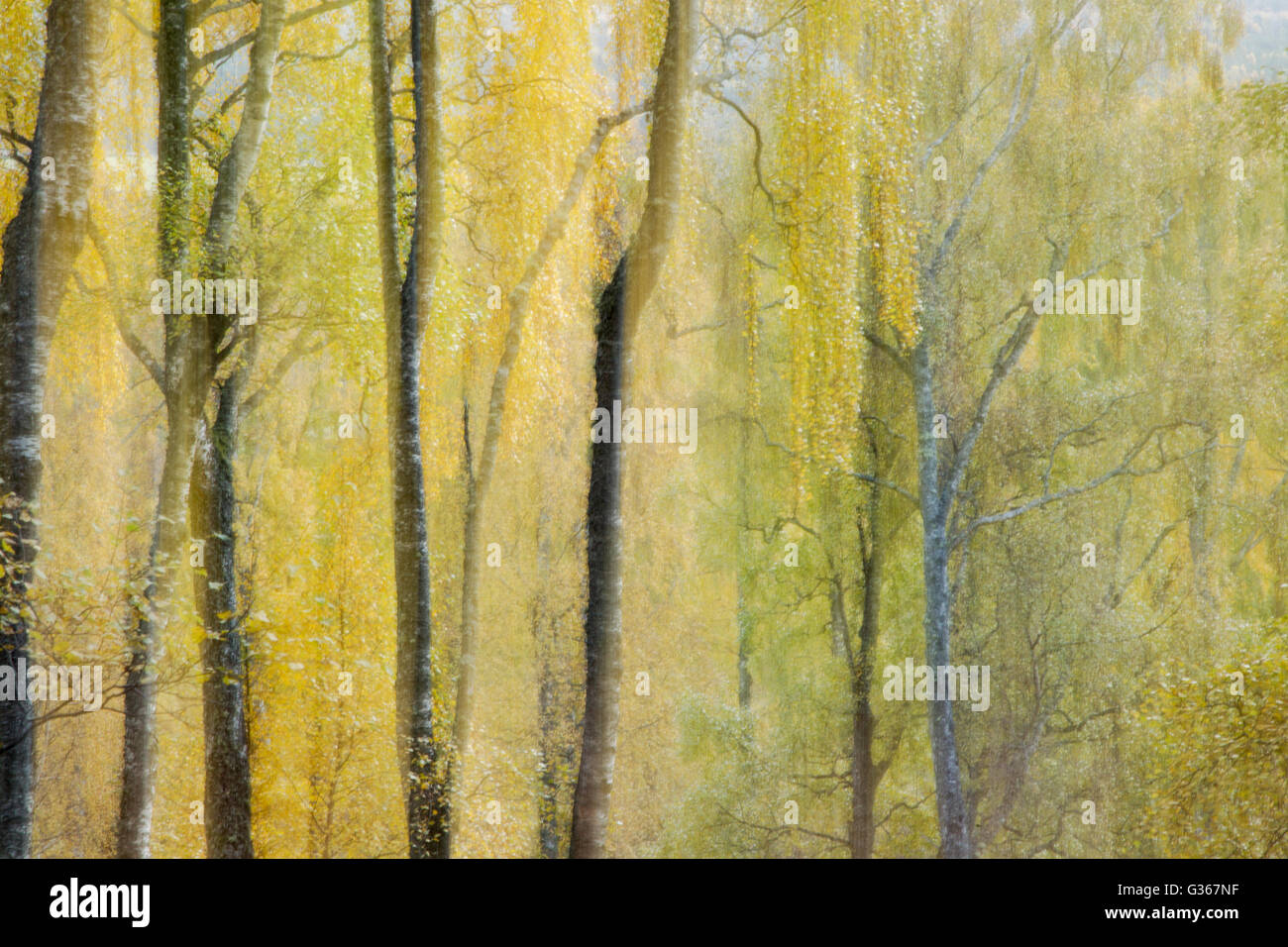 Silver birch woodland, abstract soft focus dream like effect, showing autumn colours Stock Photo