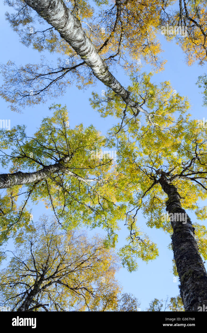 Silver birch woodland, Latin name Betula pendula, showing autumn colours of the tree canopy set against a blue sky Stock Photo