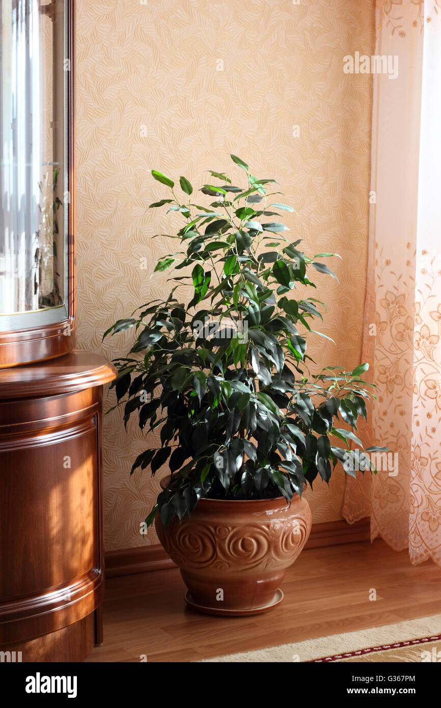 Indoor plant in the pot in interior photo Stock Photo