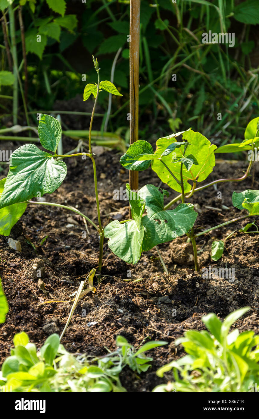 Young runner bean plants, newly planted out with a bamboo cane to grow