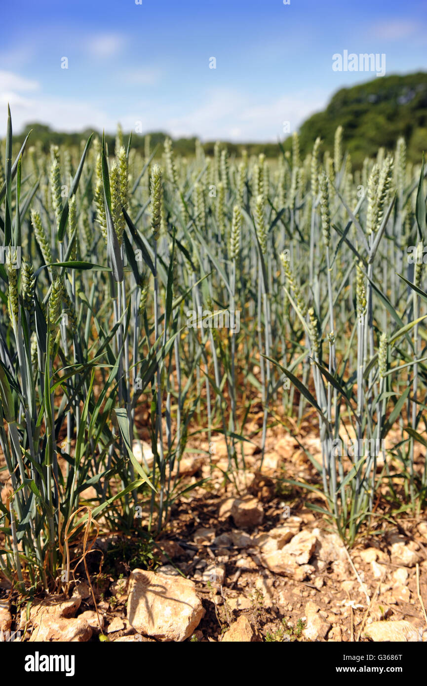 An arable field in the Gloucestershire Cotswolds, UK Stock Photo