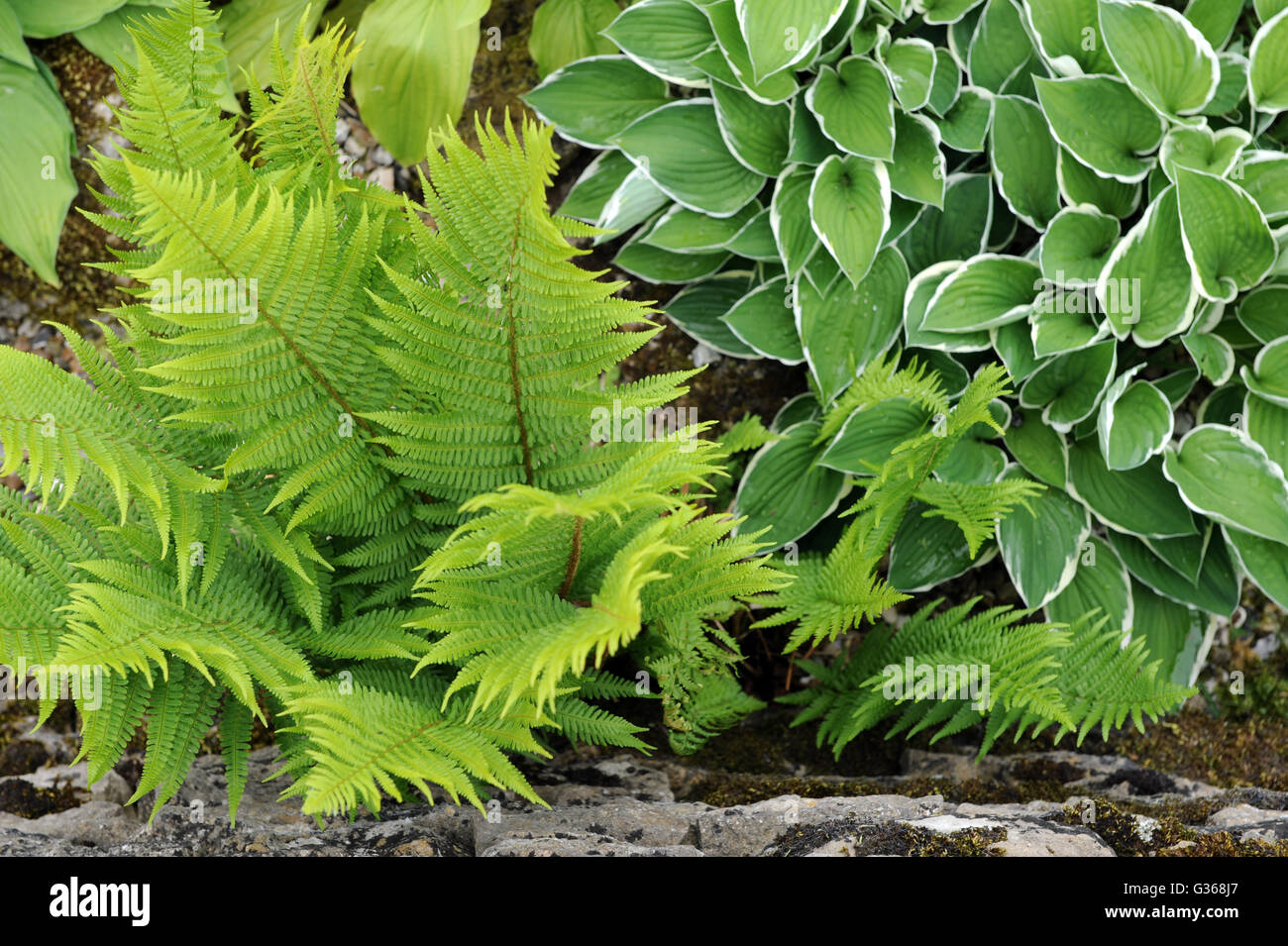 Hostas growing with wild ferns UK Stock Photo