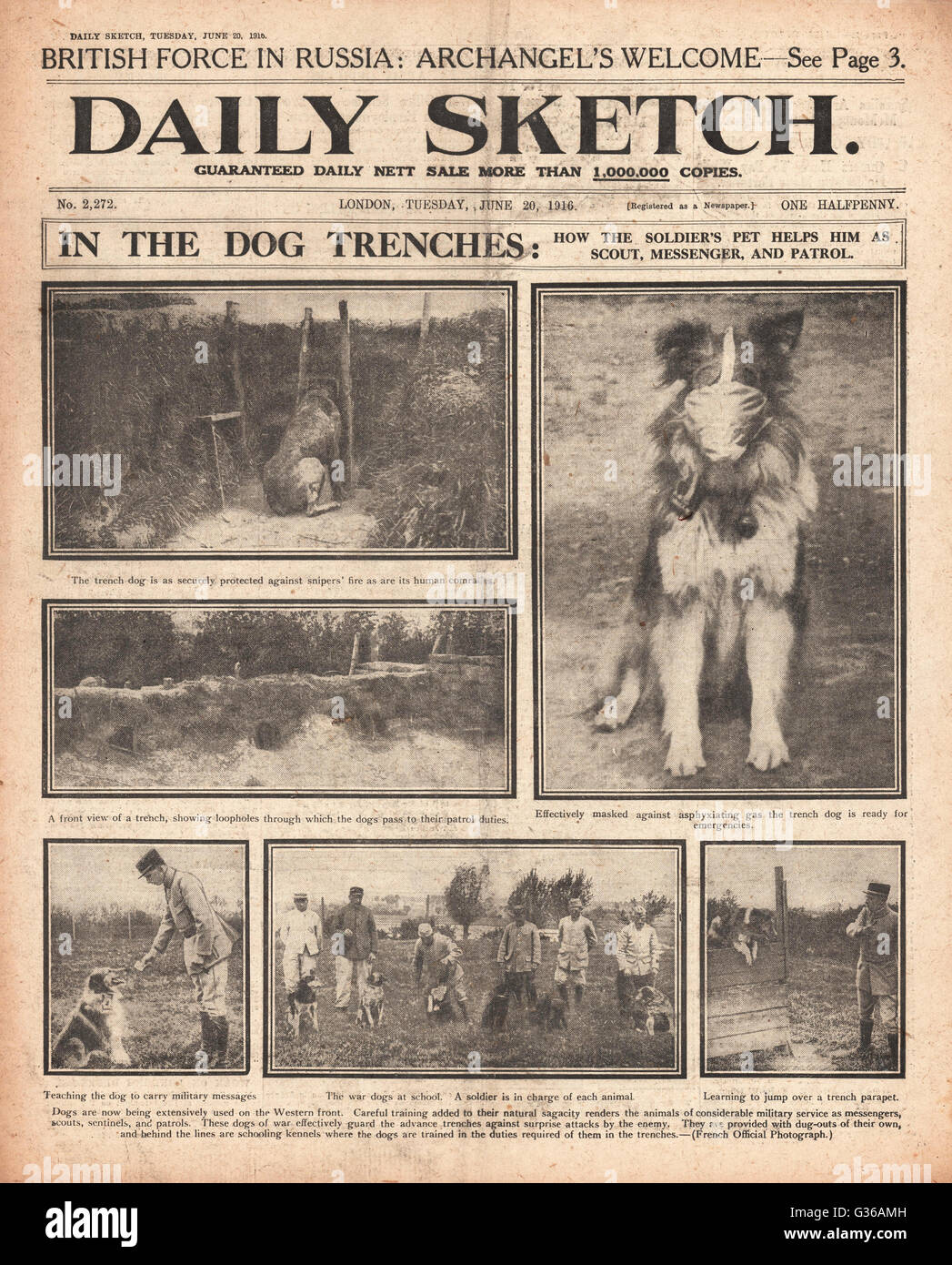 1916 Daily Sketch Army dogs on the Western Front Stock Photo