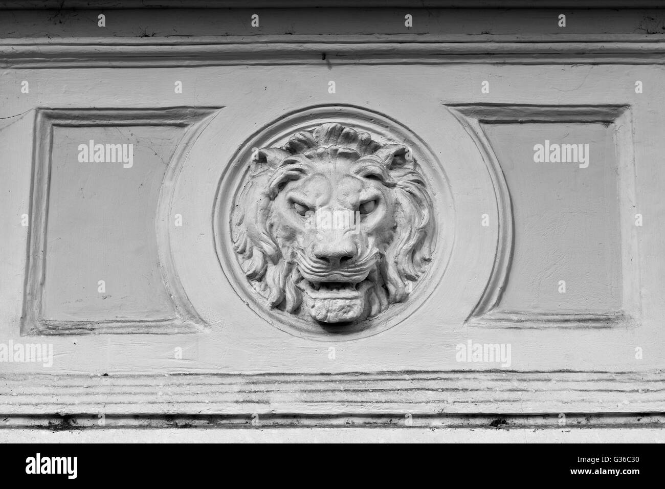 Lion head Black and White Stock Photos & Images Alamy
