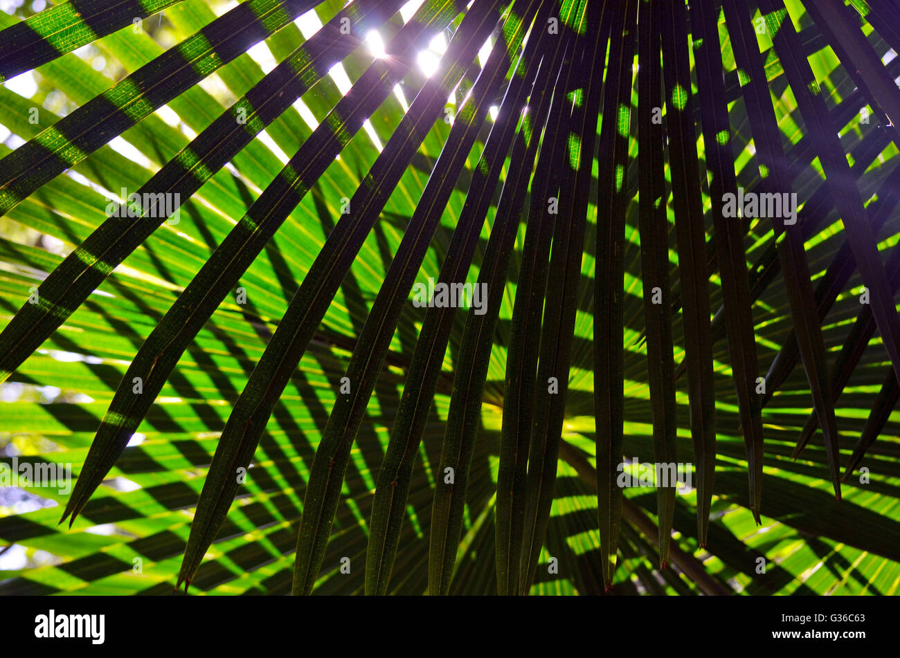 Hatched pattern of back lit overlapping Cabbage Tree Palm Leaves (Livistona australis) Stock Photo