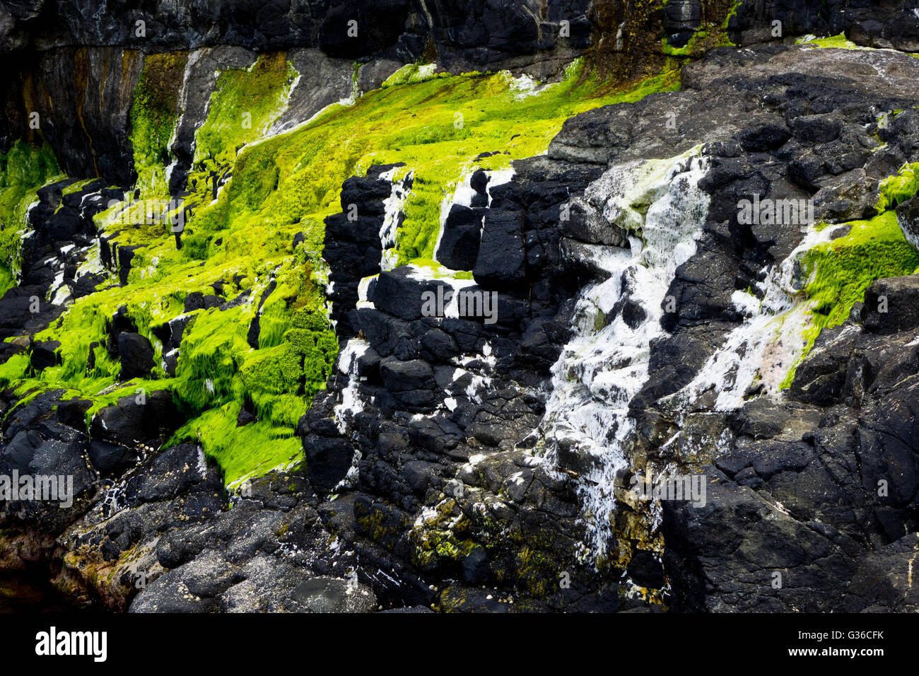 seaweed stain on rocks Stock Photo