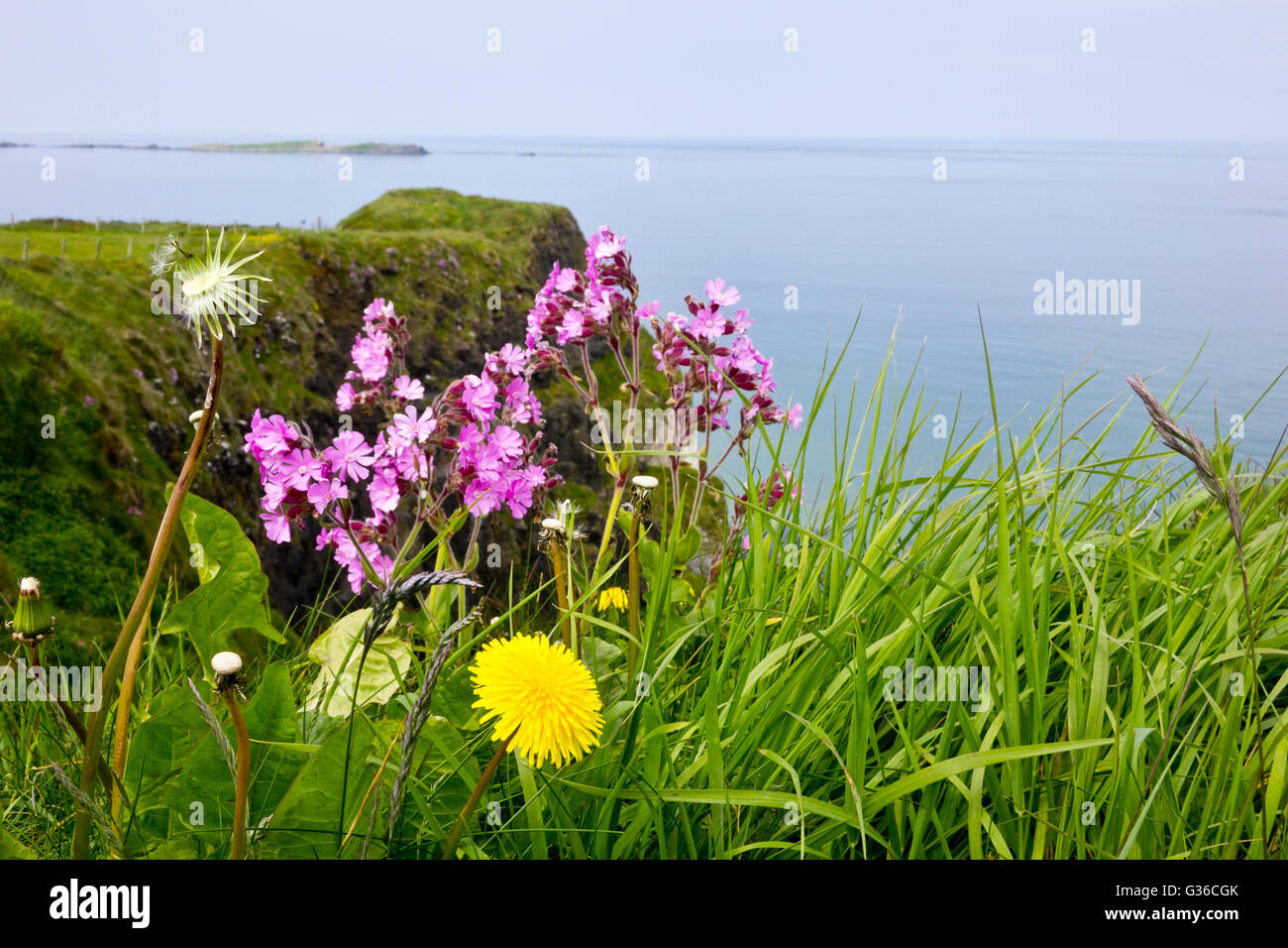 wild flowers on coast Stock Photo
