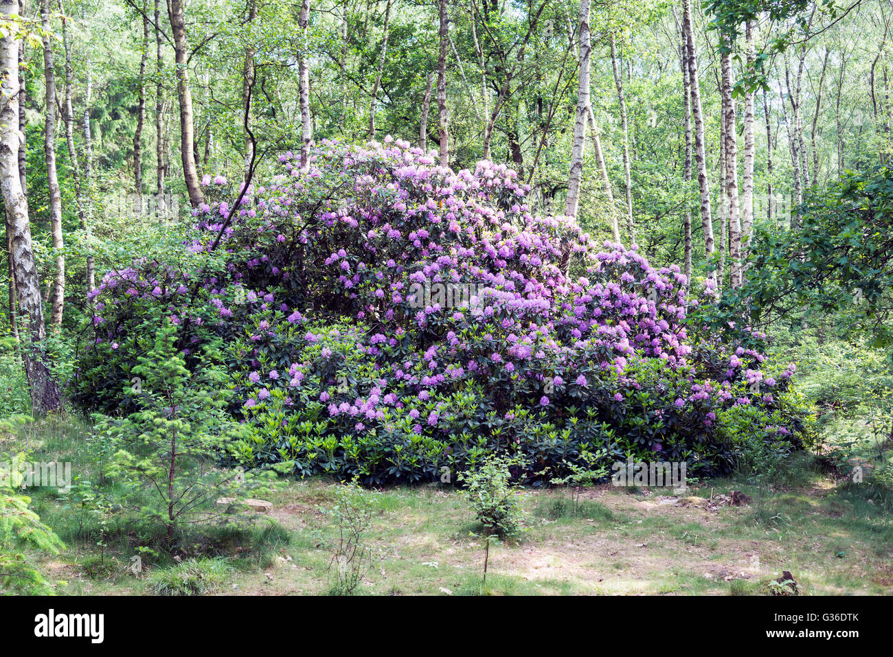 Giant purple rhododendron plant and flowers in bark trees forest Stock