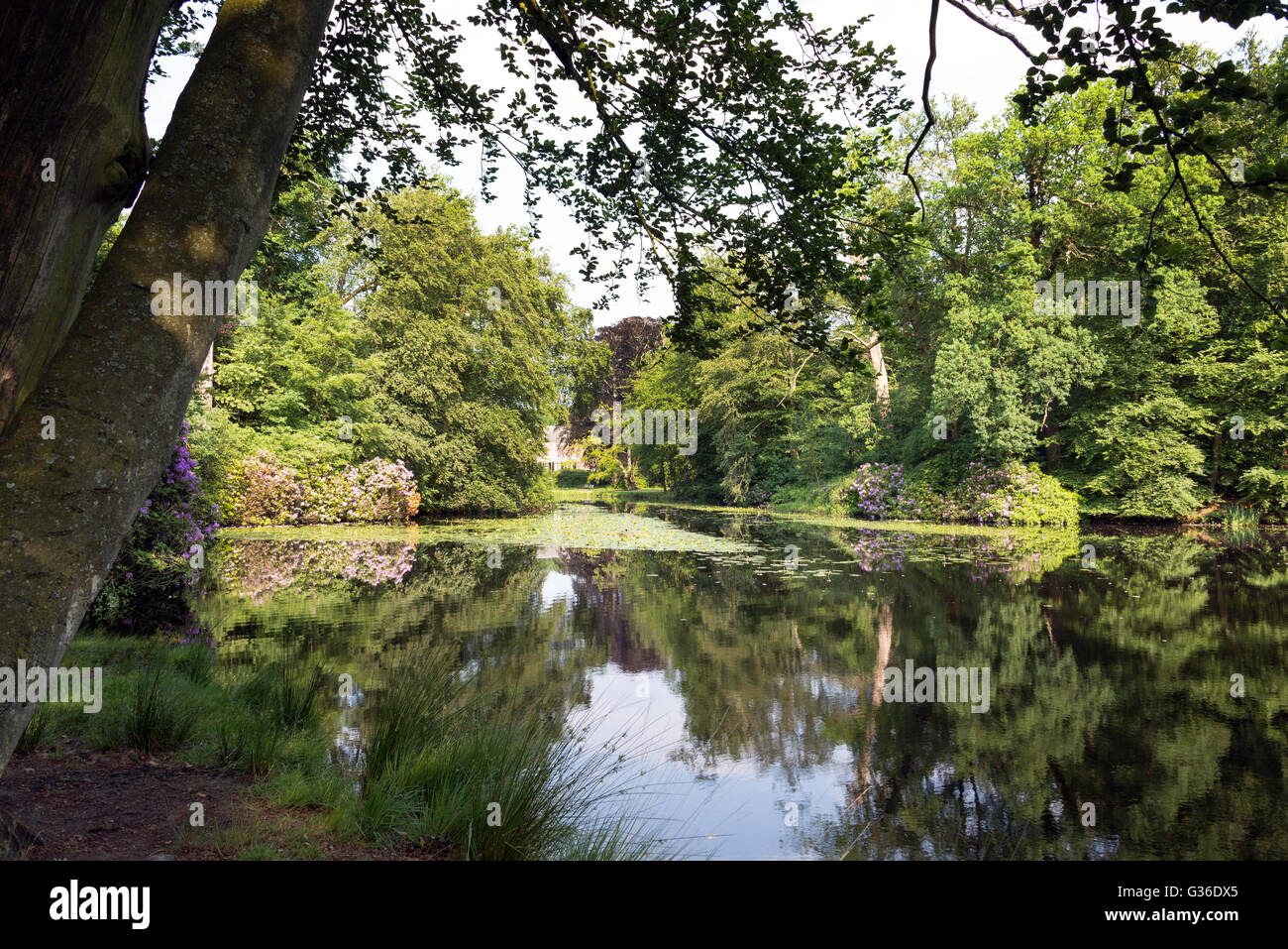 rhododendrons and trees reflect in water in nature area near Baarn in Holland Stock Photo