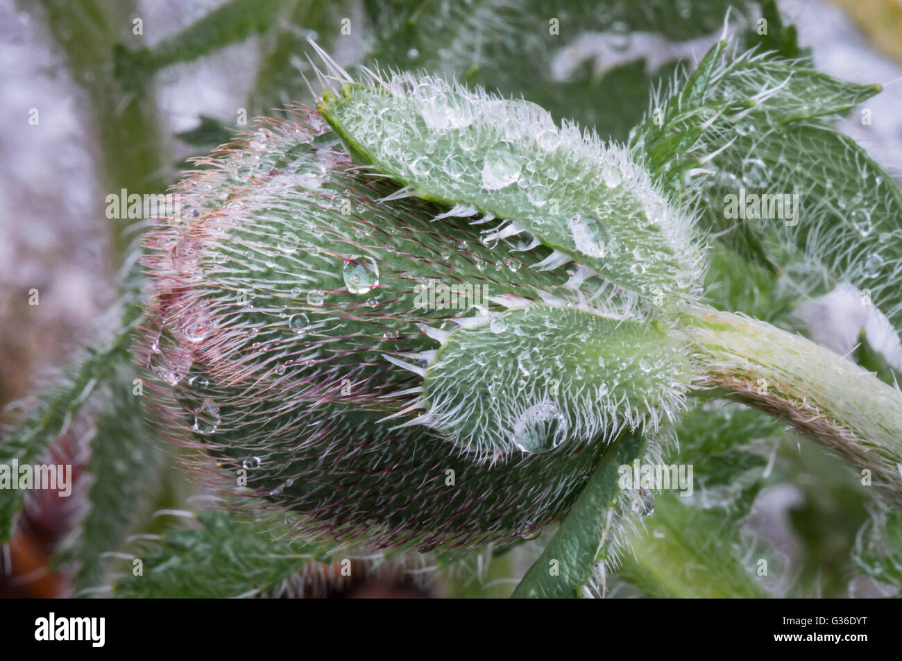A macro photograph of an Oriental Poppy Bud, scientific name Papaver orientale, with water drops on it's hairs. Stock Photo