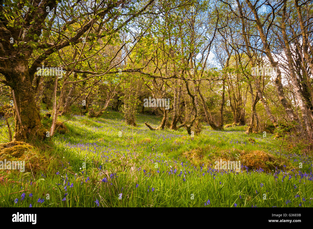 A beautiful patch of Bluebells, Hyacinthoides non-scripts, with dappled light on the floor of a Scottish Highland woodland. Stock Photo