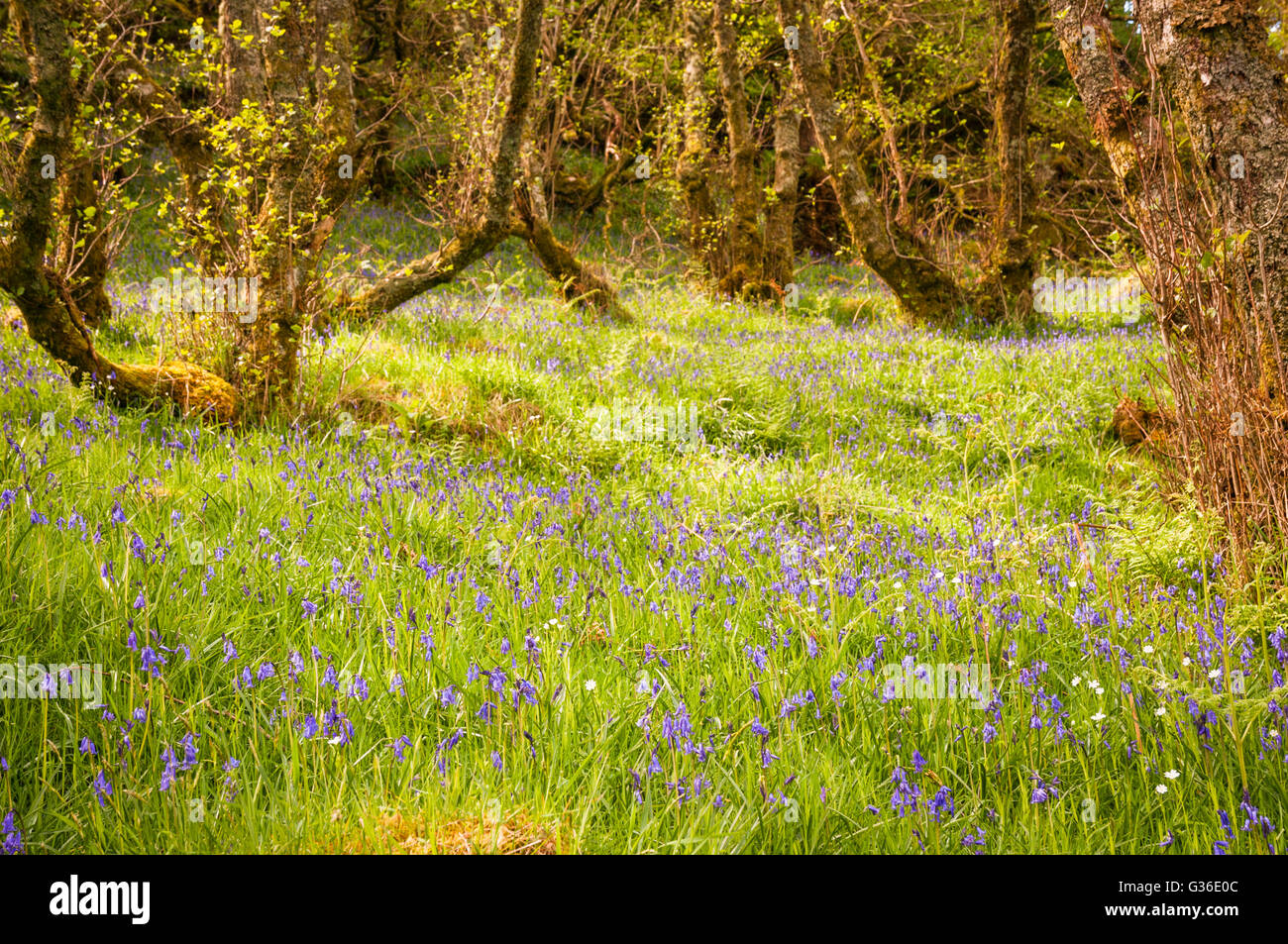 A beautiful patch of Bluebells, Hyacinthoides non-scripts, with dappled light on the floor of a Scottish Highland woodland. Stock Photo