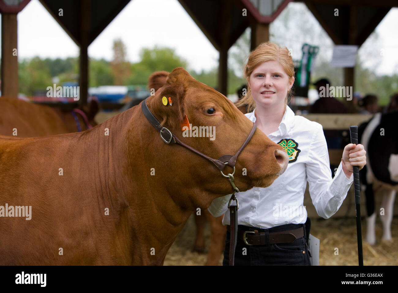 North America Canada Ontario teenage girl showing cow at agricultural fair Stock Photo