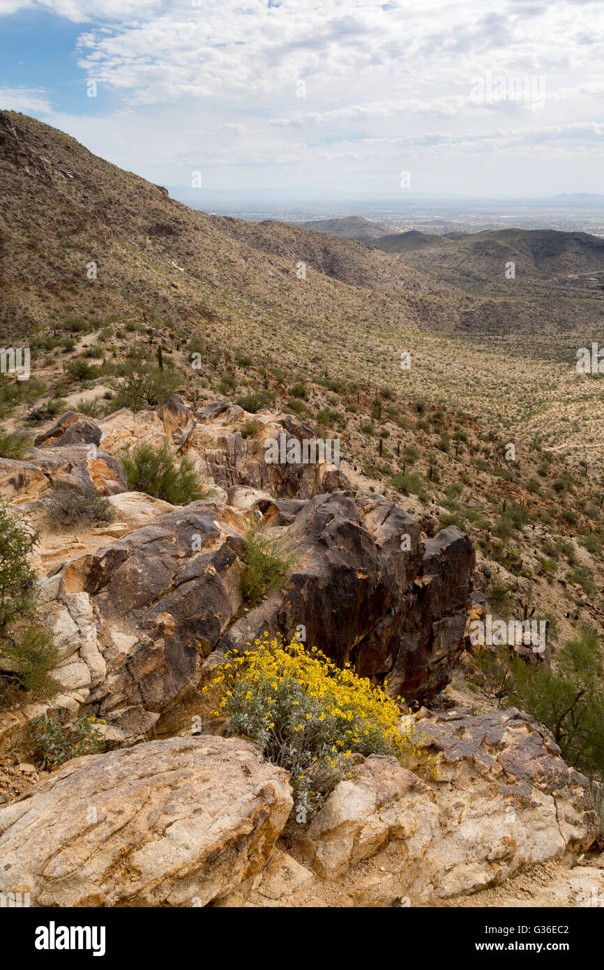 South american wildflowers hires stock photography and images Alamy