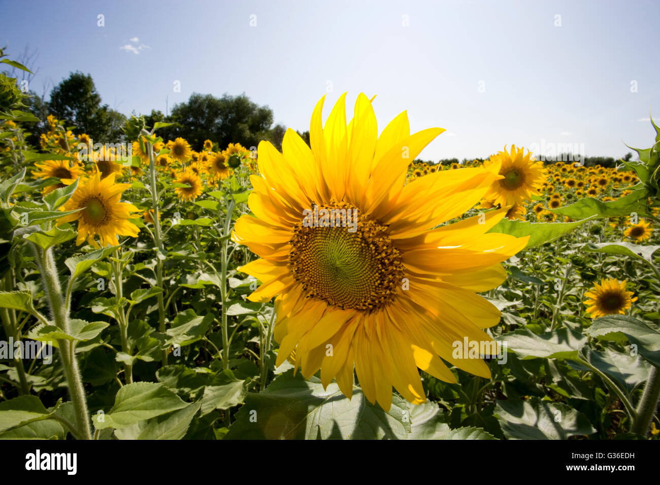 North America Canada Ontario field of Sunflowers close up Stock Photo