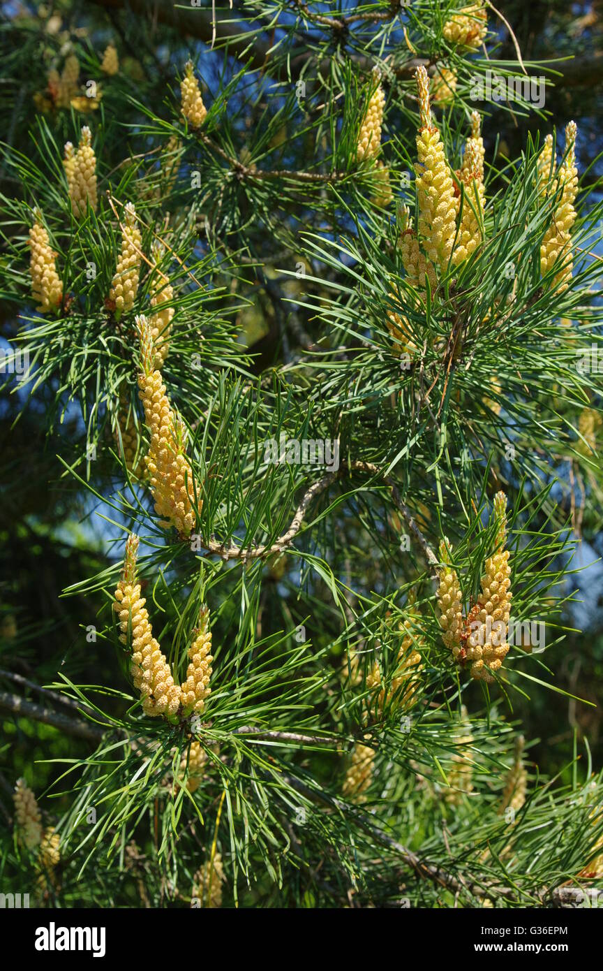 Male flowers blooming on pine tree branch Stock Photo Alamy