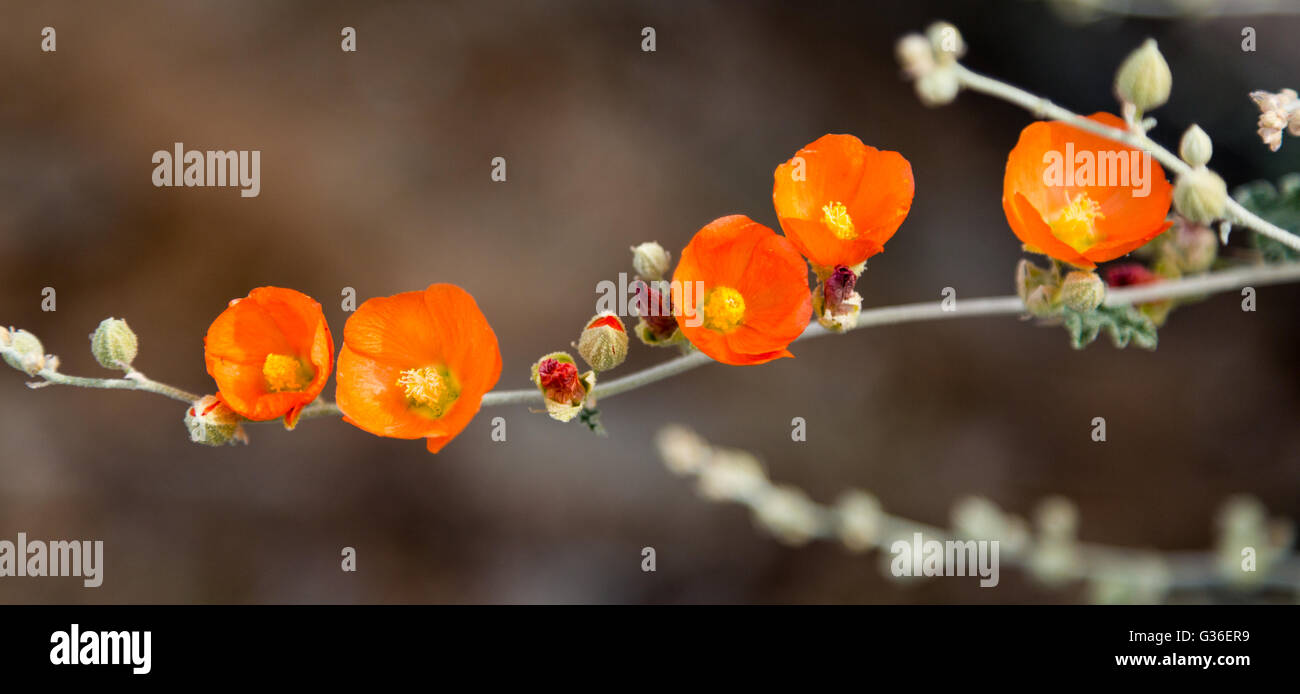 Orange globe mallow blooming along the Ranger Trail. South Mountain