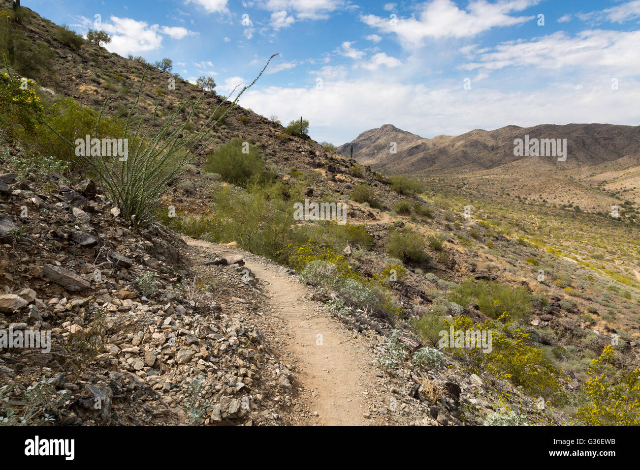Ocotillo growing along the Ranger Trail as it descends toward a valley