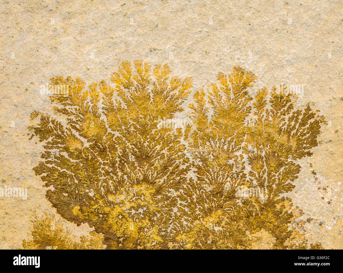 водоросли келп ламинариевые. эдиакарская эра. палеозой эра кембрий. водоросли самые древние растения. наиболее древние растения на земле водоросли.