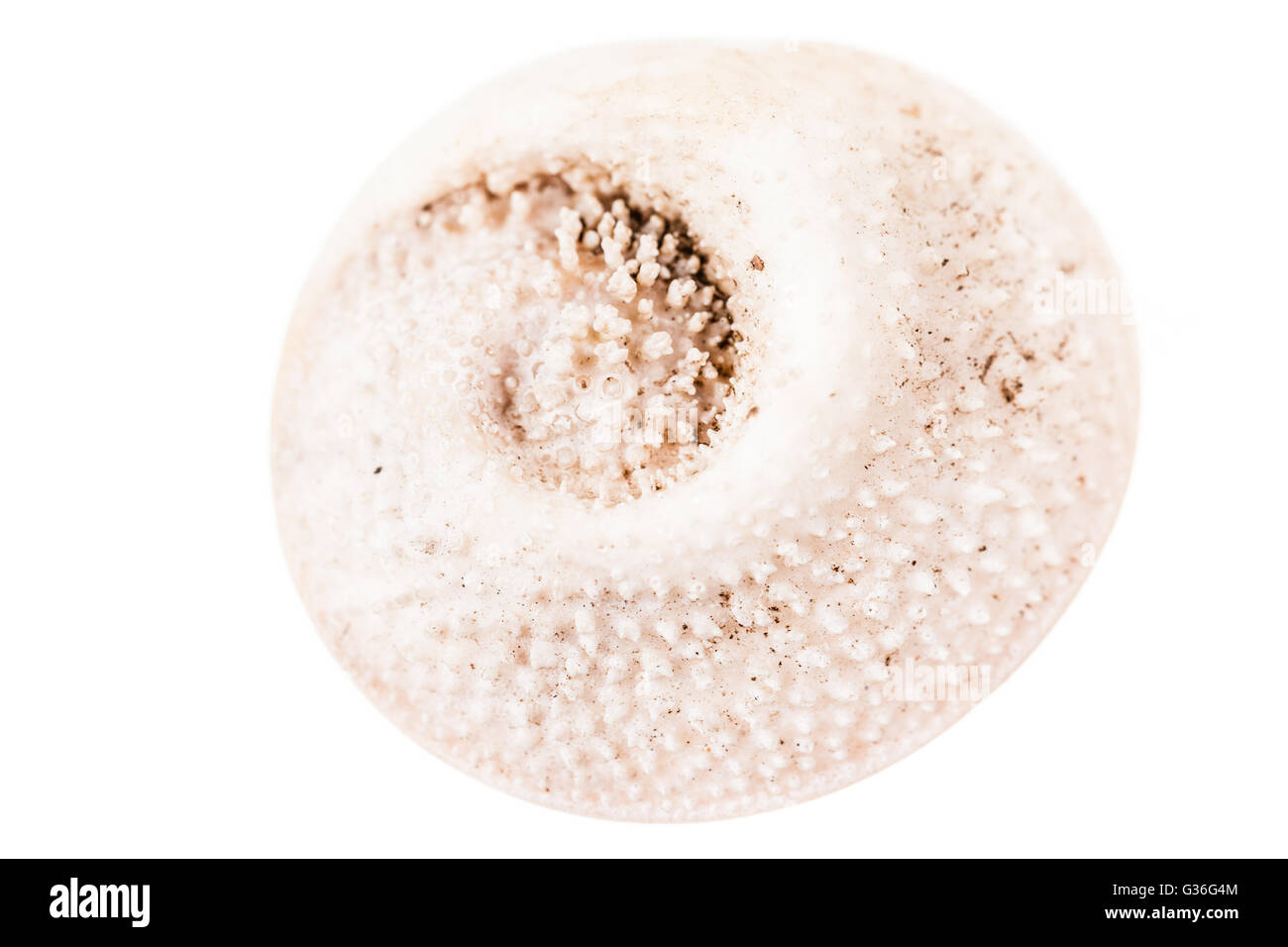 a small seashell isolated over a white background Stock Photo - Alamy