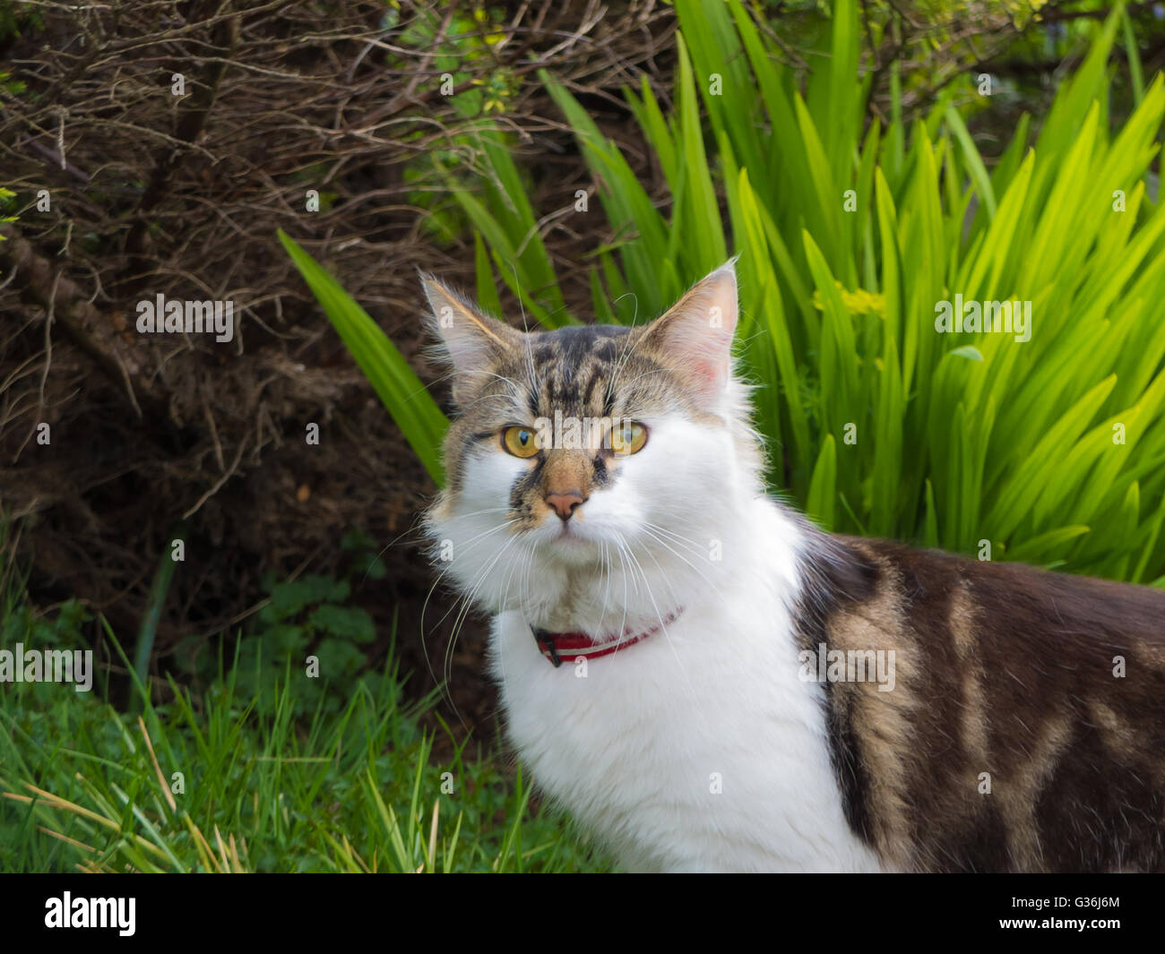 curious cat in garden Stock Photo