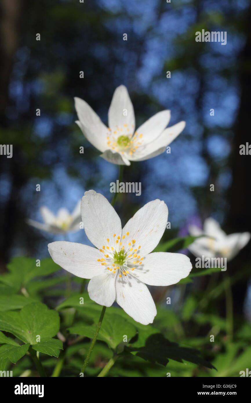 Wood anemones flower on the floor of a deciduous woodland in Derbyshire