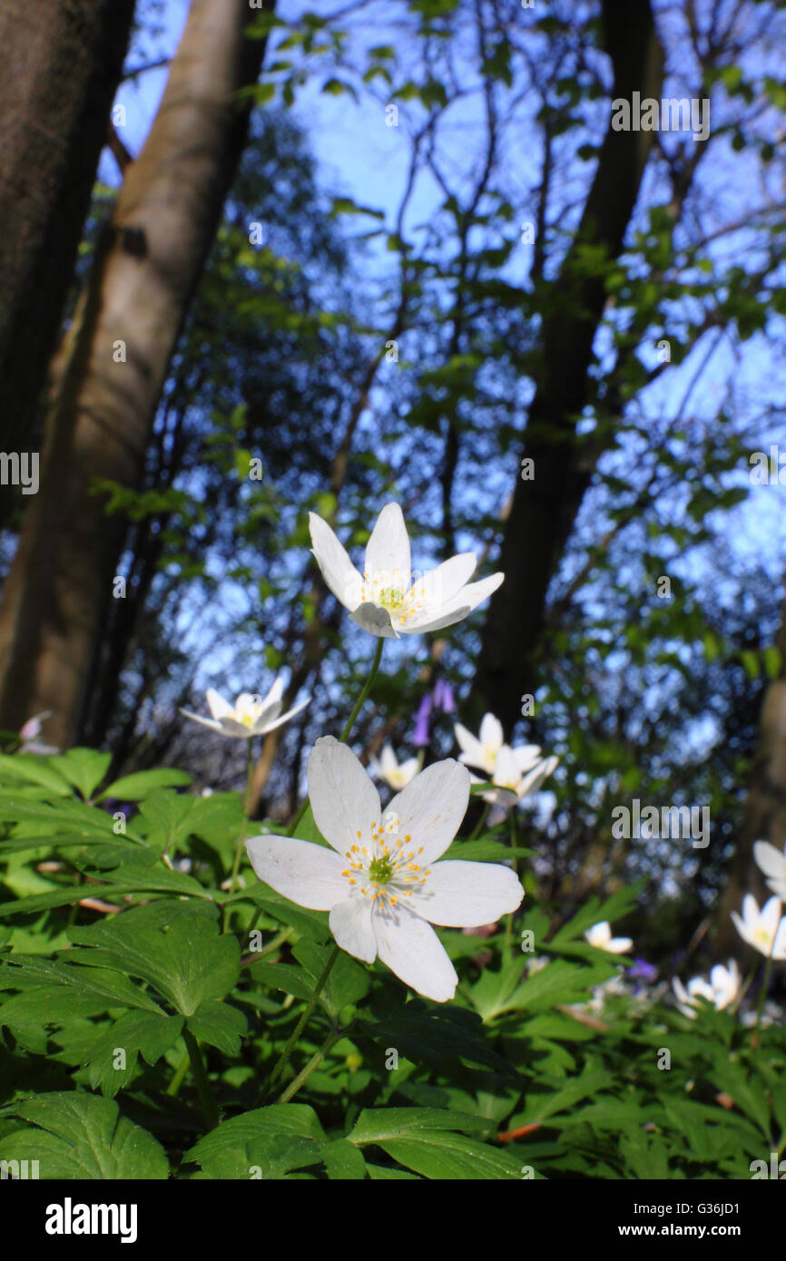Wood anemones (anemone nemorosa) flower on the floor of a deciduous