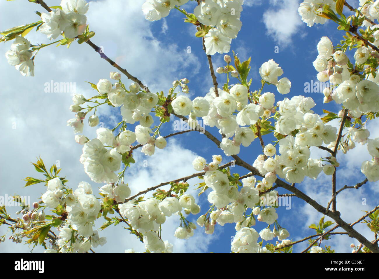 The blossoming flowers of a great white cherry tree (prunus tai haku) on a sunny, spring day in the East Midlands of England UK Stock Photo