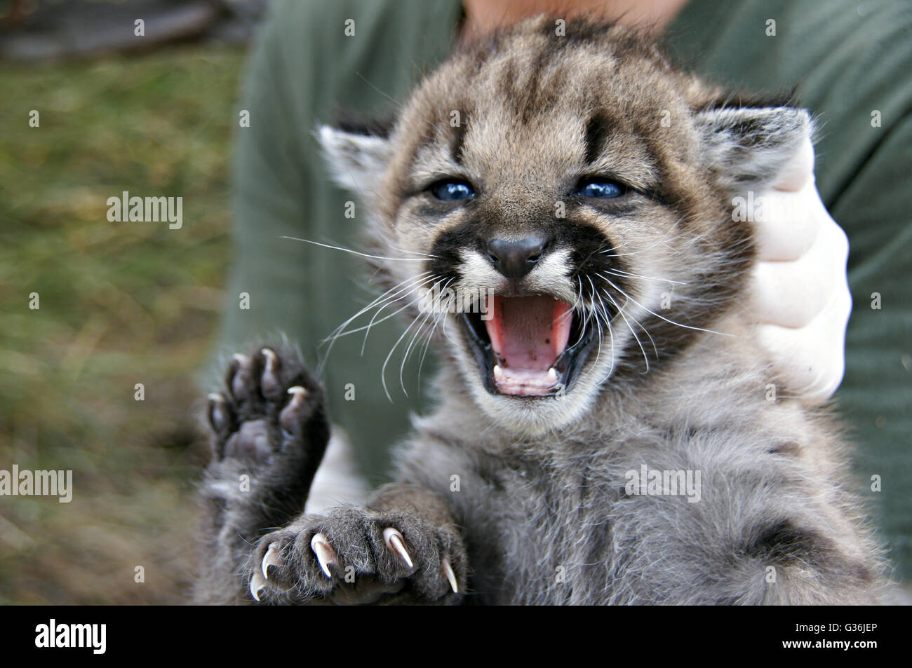 A wildlife biologist holds a mountain lion kitten born in the central Santa Monica Mountains in Malibu Creek State Park July 3, 2012 near Calabasas, California Stock Photo