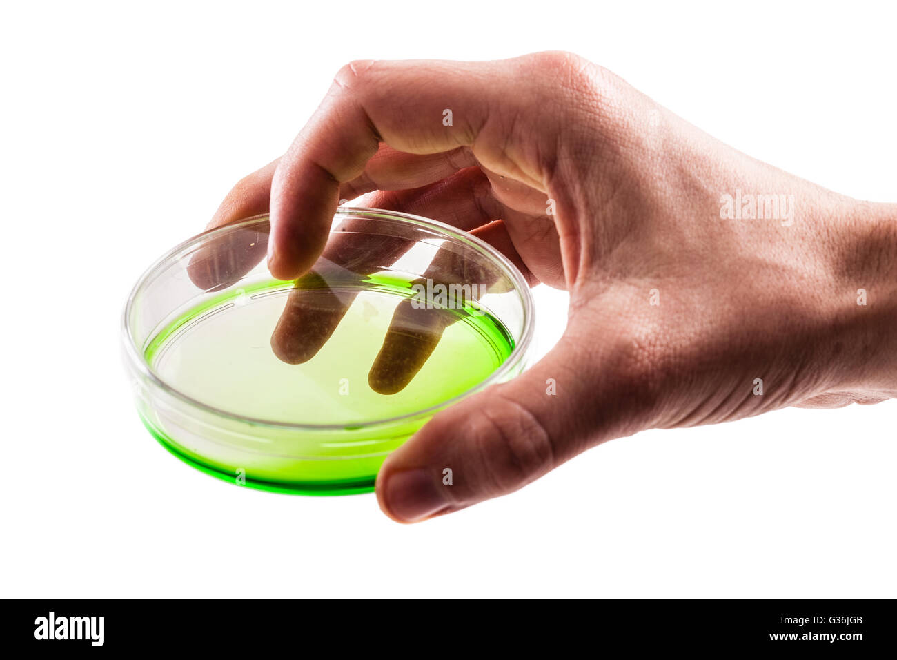 a male hand holding a petri dish with some green goo isolated over a