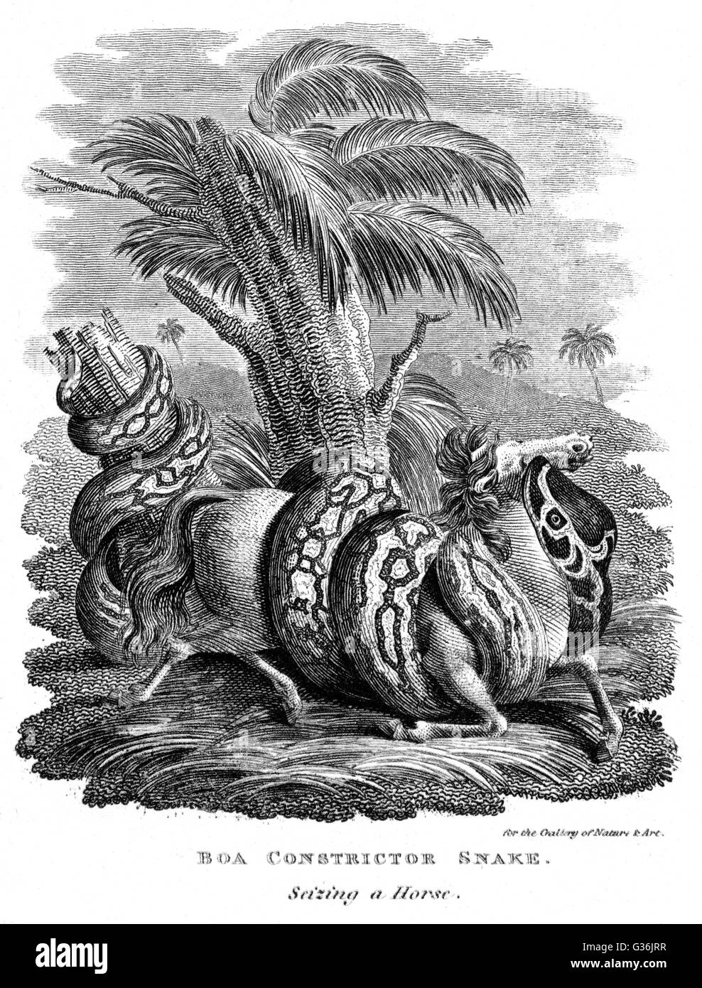 Boa Constrictor snake seizing a horse Stock Photo - Alamy