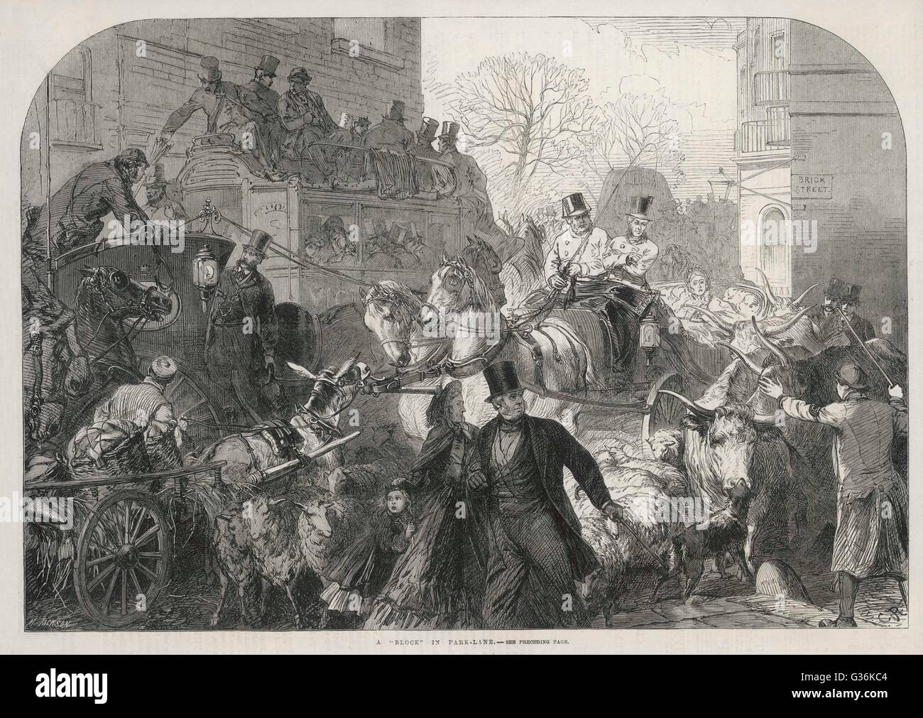 A drover driving sheep and  cattle along London's Park  Lane adds to the confusion of  pedestrians and horse-drawn  vehicles of every kind.     Date: 1864 Stock Photo