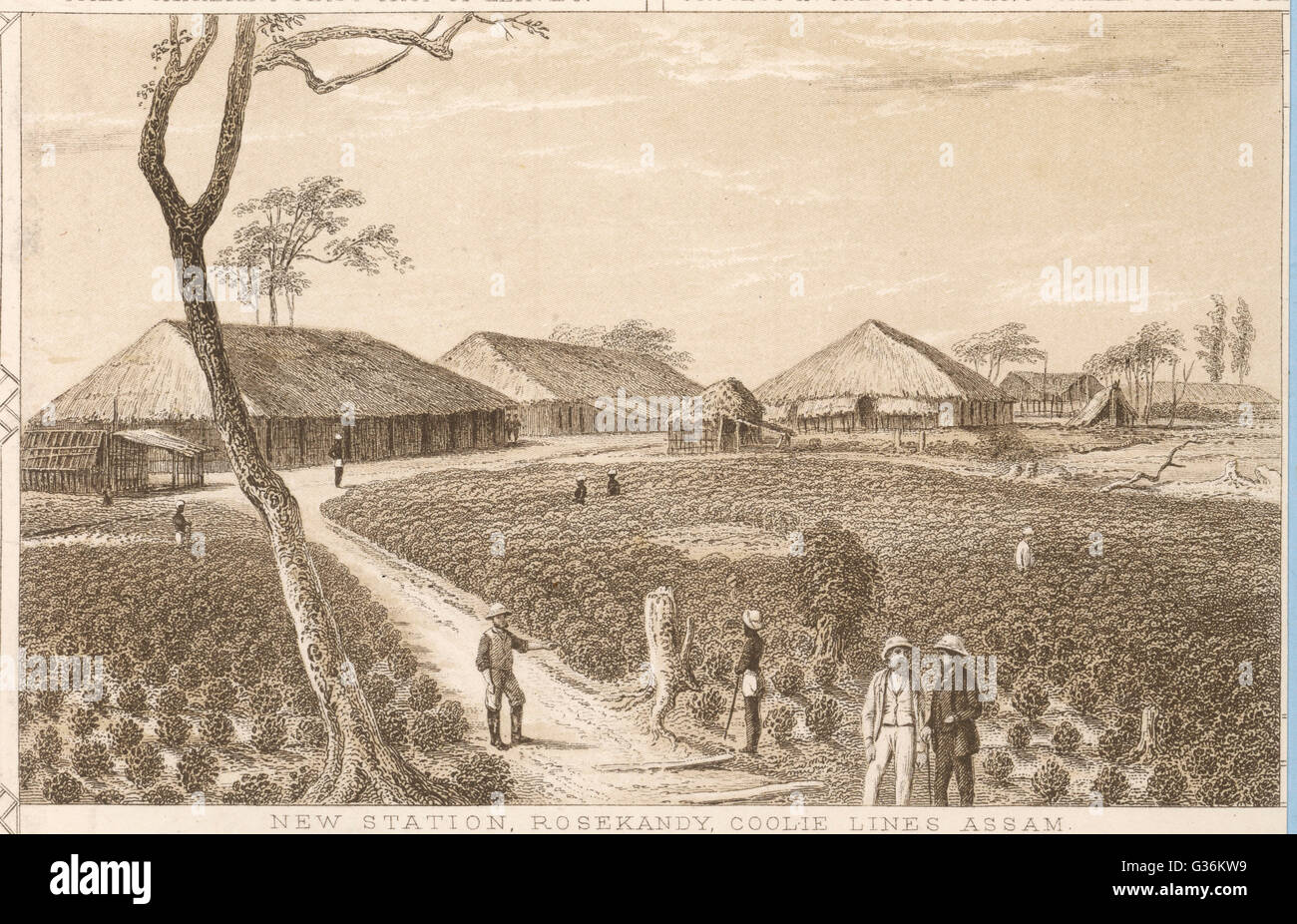 Indian tea industry Stock Photo - Alamy