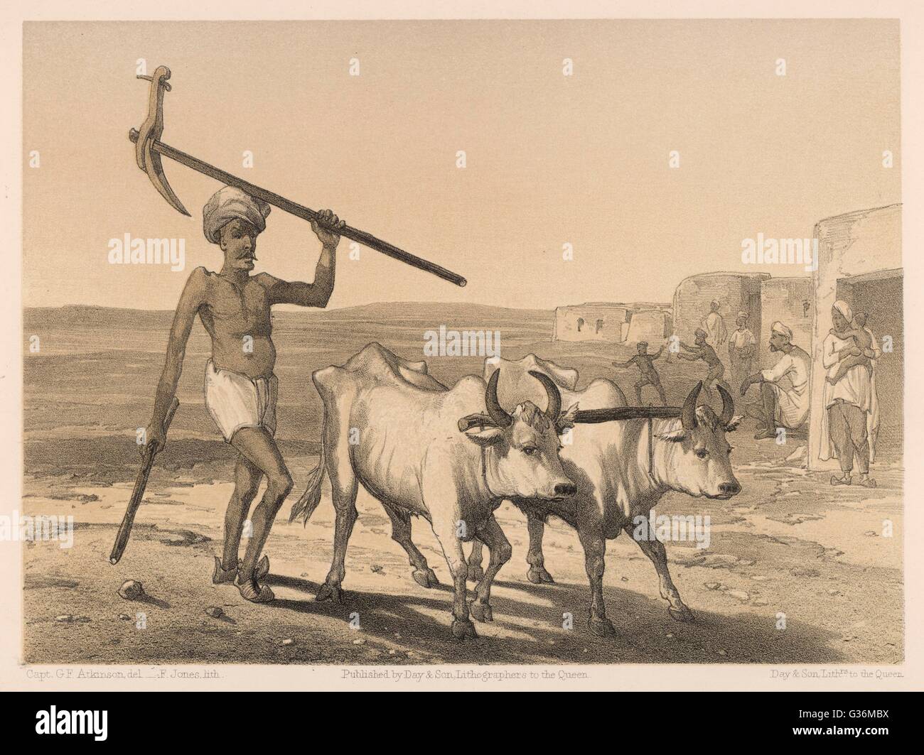 Indian farmer and a yoke of oxen farming in India Stock Photo Alamy