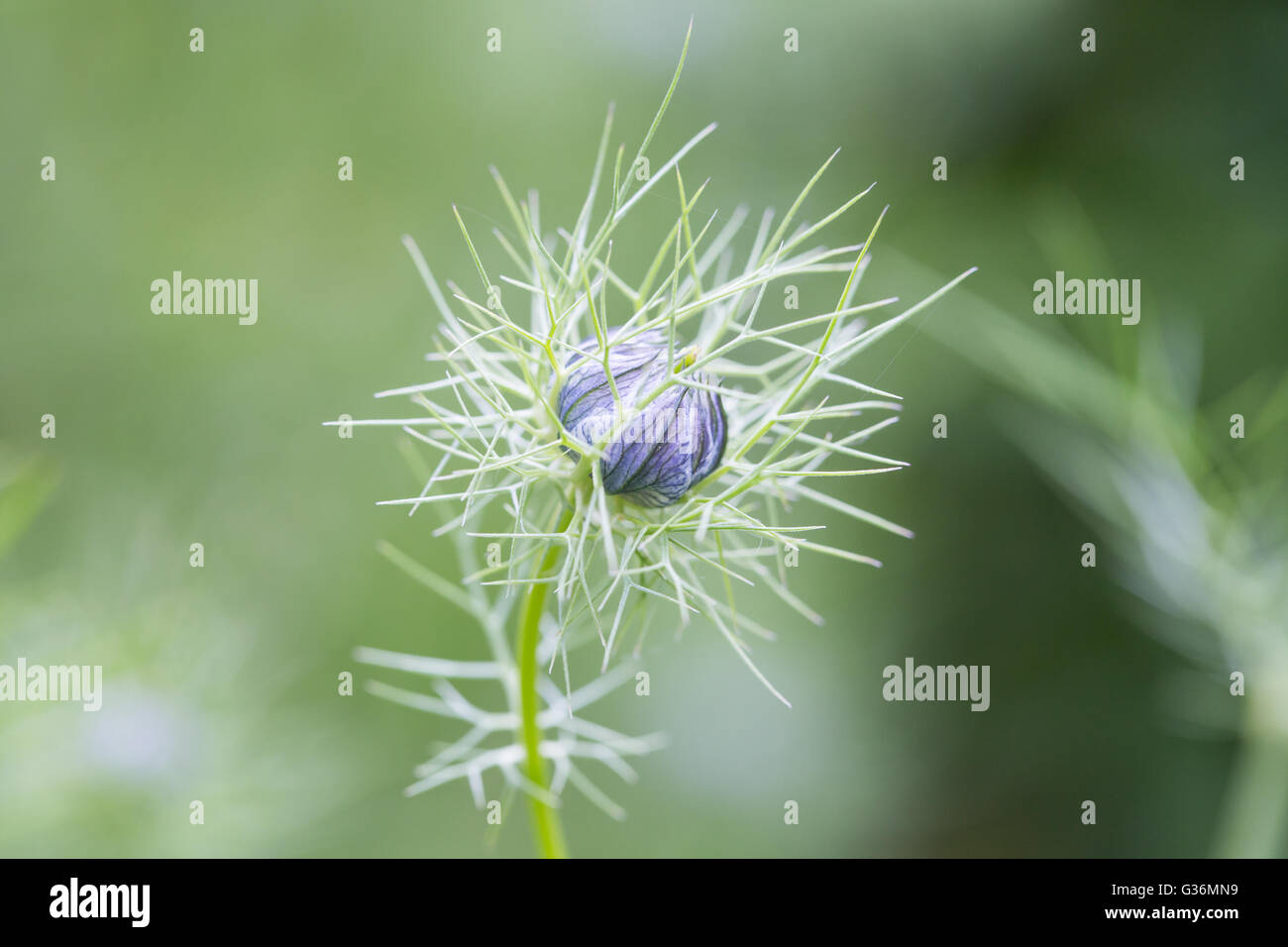 Black cumin flower hires stock photography and images Alamy