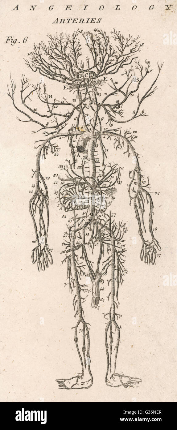 Body medicine diagram historical hi-res stock photography and images ...
