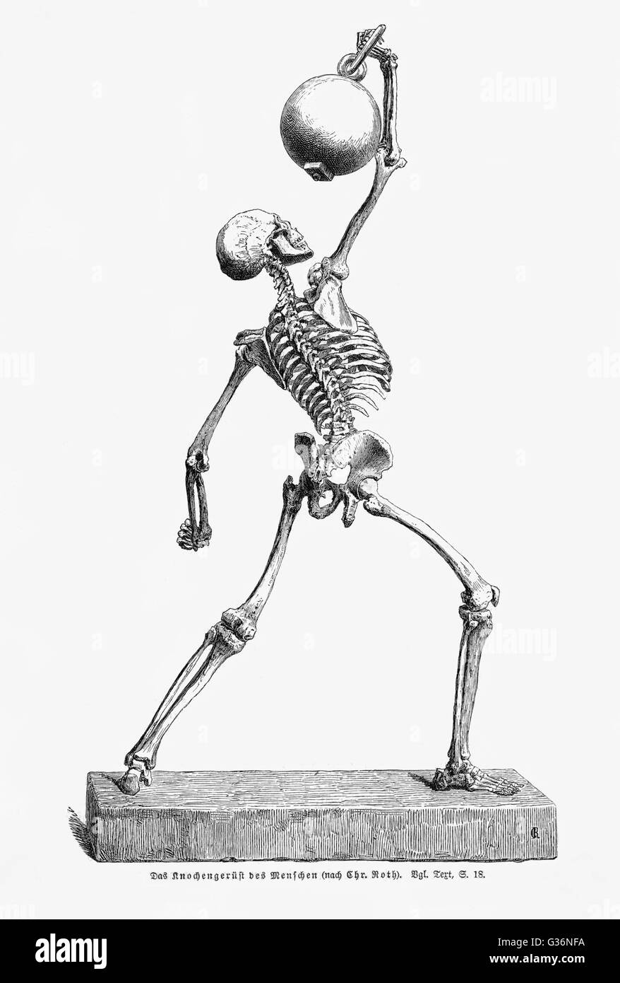 A human skeleton in movement, holding a heavy object above its head.            Date: late 19th century Stock Photo