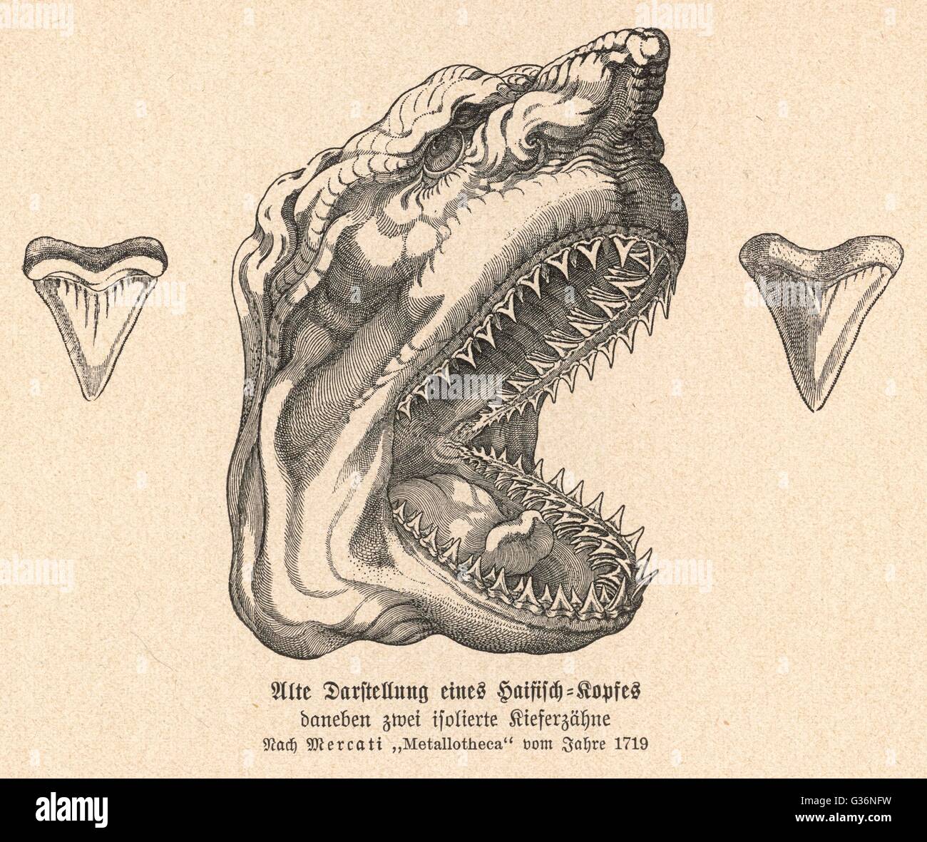 Teeth and jaw hi-res stock photography and images - Alamy